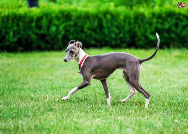 1649695310364012114.jpg top-10-fastest-running-dogs-in-the-world-picture-1-bCbDQNEt2.jpg