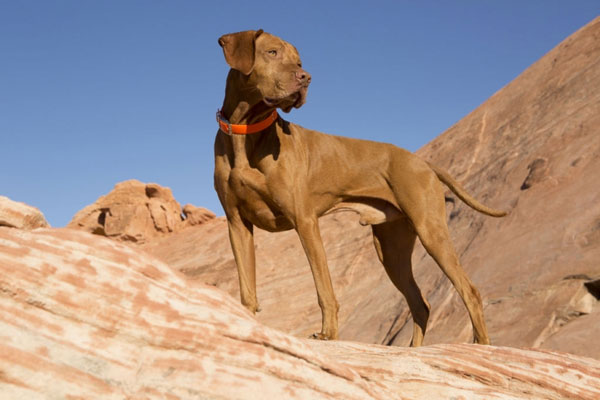1649695323747055233.jpg top-10-fastest-running-dogs-in-the-world-picture-2-Ll1EN8erj.jpg