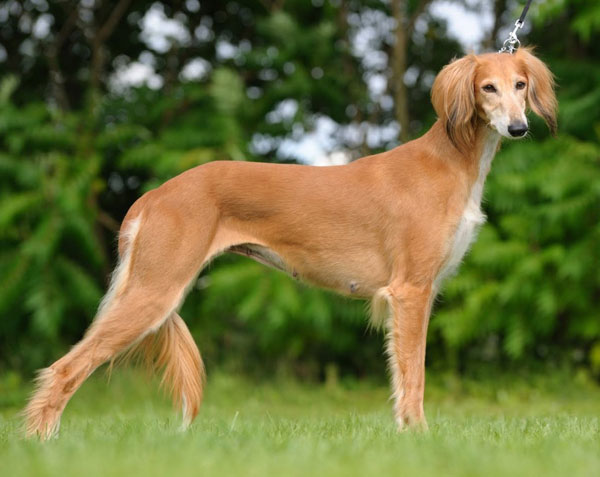 1649695334112024361.jpg top-10-fastest-running-dogs-in-the-world-picture-3-Rs9AgC5Sw.jpg