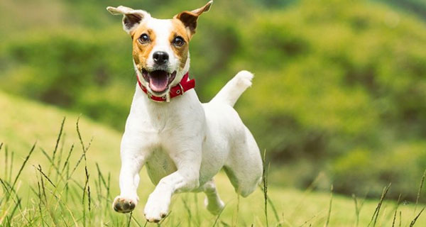 1649695344965085077.jpg top-10-fastest-running-dogs-in-the-world-picture-4-eP1mRtoka.jpg