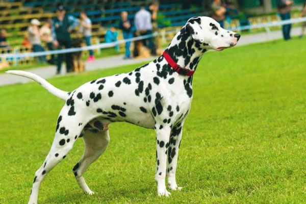 1649695355448024329.jpg top-10-fastest-running-dogs-in-the-world-picture-5-1OtUpELUi.jpg