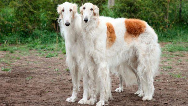 1649695365763090836.jpg top-10-fastest-running-dogs-in-the-world-picture-6-KYzTGSS6Y.jpg