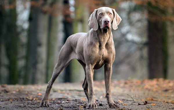 1649695376637085685.jpg top-10-fastest-running-dogs-in-the-world-picture-7-l2HH7nzj4.jpg