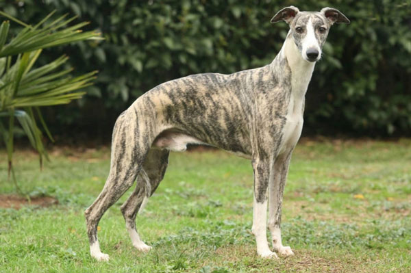 1649695387048031529.jpg top-10-fastest-running-dogs-in-the-world-picture-8-TxfToUc9a.jpg