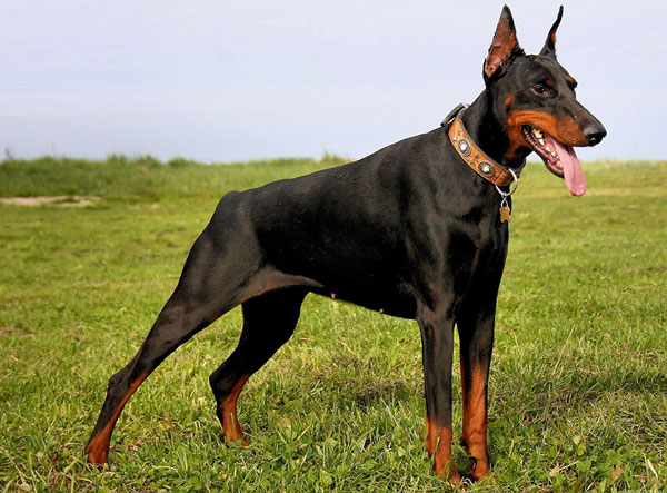 1649695401842040922.jpg top-10-fastest-running-dogs-in-the-world-picture-9-HKUQlJg4f.jpg