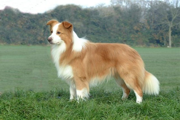 1649695412500081075.jpg top-10-fastest-running-dogs-in-the-world-picture-10-YNcNZ4kx1.jpg