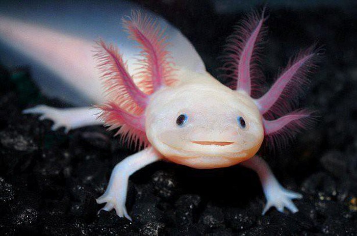1650465746017054433.jpg what-species-of-salamander-can-restore-both-heart-and-brain-picture-1-Cd1Silj3k.jpg