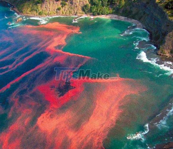 1655050933412012432.jpg why-are-there-such-strange-names-as-dead-sea-black-sea-red-sea-picture-3-jtkDjb0kN.jpg