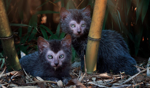 1648824985202096441.jpg top-10-rare-cat-species-in-the-world-picture-1-fcJ1pwEUW.jpg