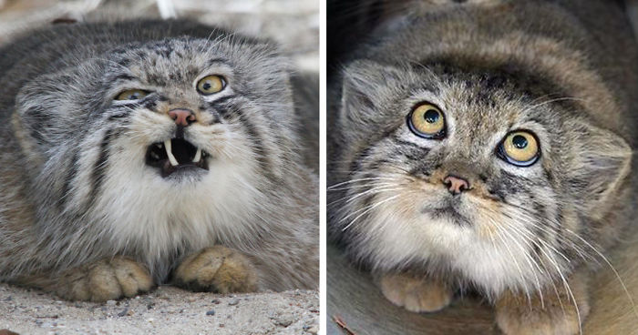 1648824996393052090.jpg top-10-rare-cat-species-in-the-world-picture-2-GN7Hkj7RU.jpg