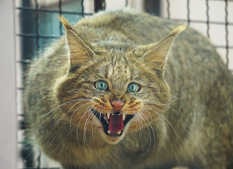 1648825196262060334.jpg top-10-rare-cat-species-in-the-world-picture-4-KPSiUVSMa.jpg