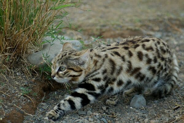 1648825204383082681.jpg top-10-rare-cat-species-in-the-world-picture-5-egU1NyYkI.jpg