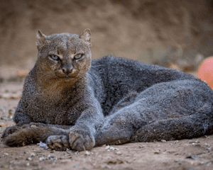 1648825221192025603.png top-10-rare-cat-species-in-the-world-picture-7-AVqtv6bER.png