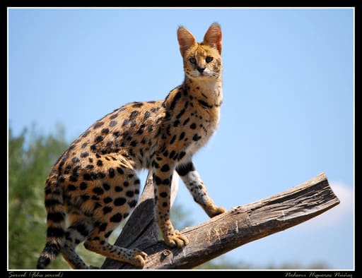 1648825279978004985.jpg top-10-rare-cat-species-in-the-world-picture-10-fZScpDtIZ.jpg