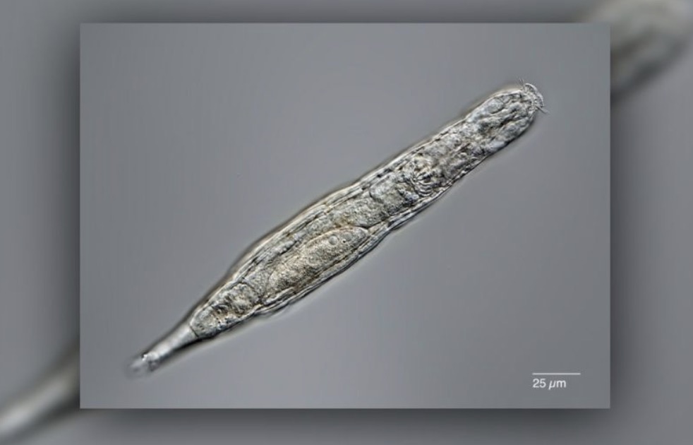1649237701389037510.jpg russian-scientists-revive-24000yearold-zombie-picture-2-QKDgER285.jpg