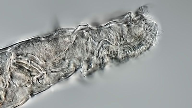 1649237712509007650.jpg russian-scientists-revive-24000yearold-zombie-picture-3-egtqGTms7.jpg