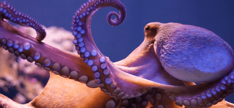 1649238422872094370.png octopuses-are-very-intelligent-they-can-become-candidates-for-the-position-of-ruling-the-earth-when-humans-are-no-more-picture-1-qV3ORDvK8.png