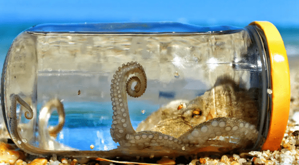 1649238440994082707.png octopuses-are-very-intelligent-they-can-become-candidates-for-the-position-of-ruling-the-earth-when-humans-are-no-more-picture-2-szmzGijzY.png