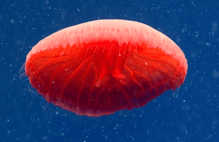 1648720869104030037.png 10-strange-creatures-found-in-the-deep-sea-in-2021-picture-1-RmNHTjafN (1).png