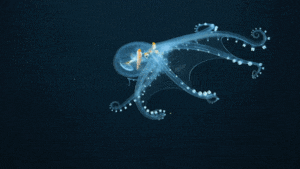 1648720938327060215.gif 10-strange-creatures-found-in-the-deep-sea-in-2021-picture-2-5HdxaQTmJ (1).gif