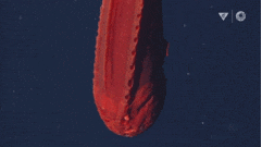 1648720977467032002.gif 10-strange-creatures-found-in-the-deep-sea-in-2021-picture-3-752osenTy (1).gif