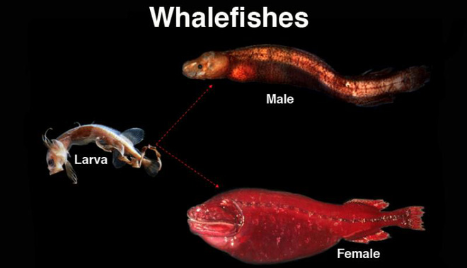 1648720990755082463.jpg 10-strange-creatures-found-in-the-deep-sea-in-2021-picture-4-z4hrLu4id.jpg