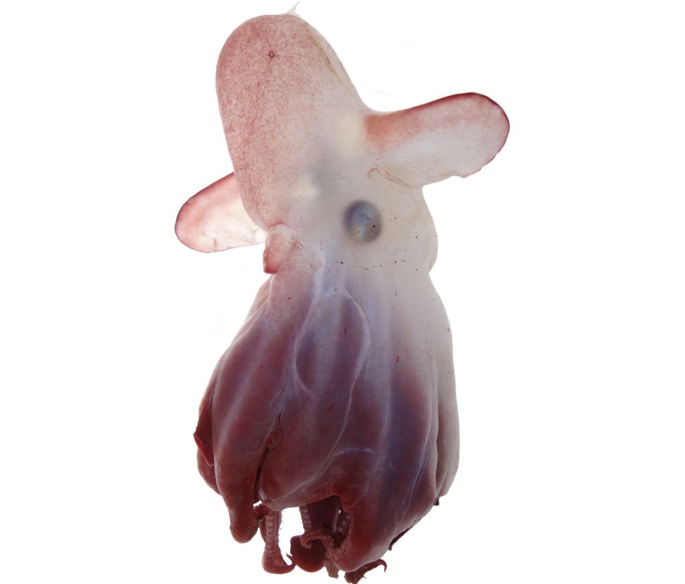 1648721001341037137.jpg 10-strange-creatures-found-in-the-deep-sea-in-2021-picture-5-djiRfQVCQ.jpg