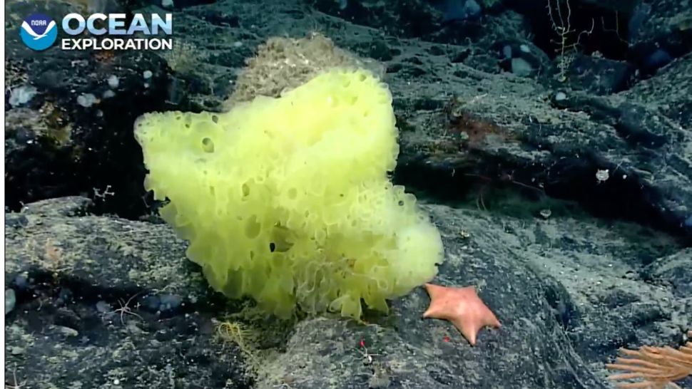 1648721016850005249.jpg 10-strange-creatures-found-in-the-deep-sea-in-2021-picture-6-Bm2bjY4yh.jpg