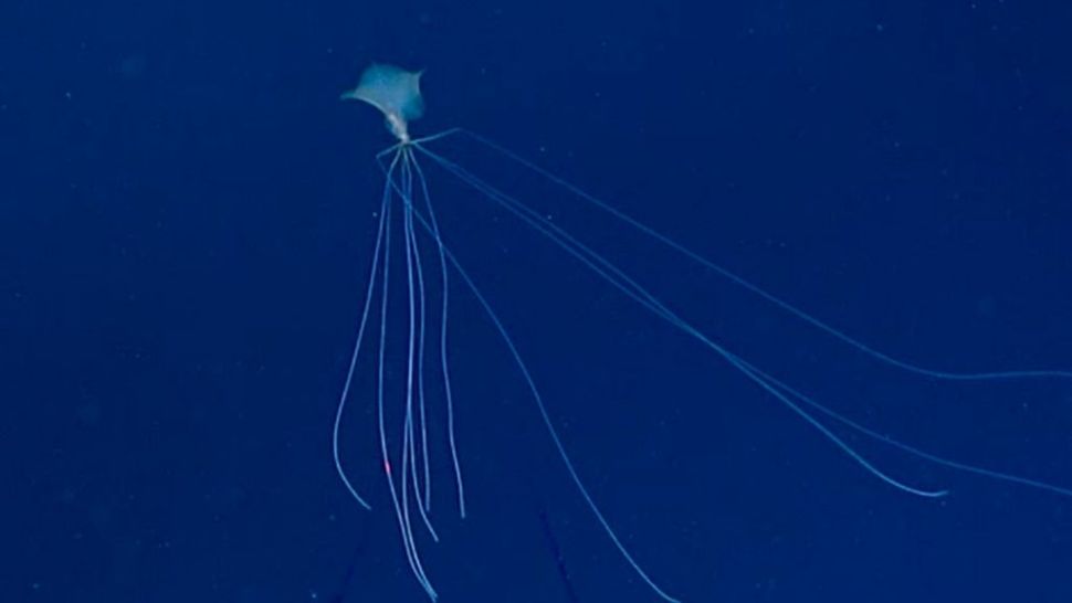 1648721029220063056.jpg 10-strange-creatures-found-in-the-deep-sea-in-2021-picture-7-8M1wbVEsw.jpg