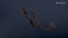 1648721761575022169.gif 10-strange-creatures-found-in-the-deep-sea-in-2021-picture-8-YmF1qPa7U (1).gif