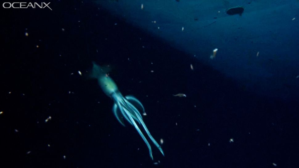 1648721772707061524.jpg 10-strange-creatures-found-in-the-deep-sea-in-2021-picture-9-RSmxkzqmI.jpg