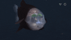 1648721842106092220.gif 10-strange-creatures-found-in-the-deep-sea-in-2021-picture-10-eg7meJdBK (1).gif