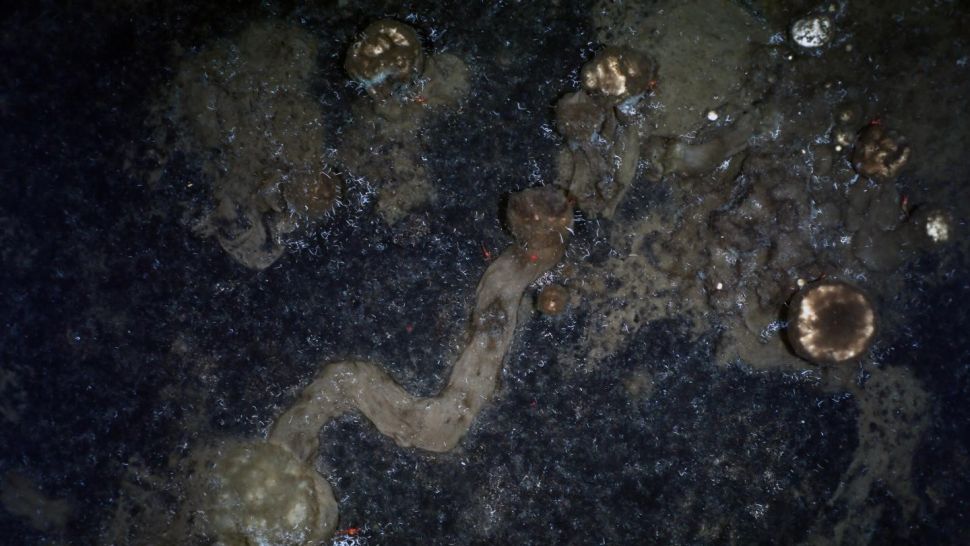 1648721849926080446.jpg 10-strange-creatures-found-in-the-deep-sea-in-2021-picture-11-Y52lTfQLw.jpg