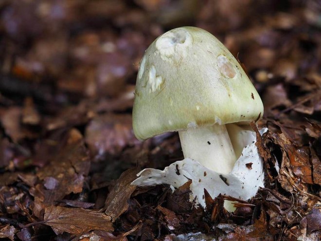 1648890891334044244.jpg how-can-eating-poisonous-mushrooms-cause-death-picture-1-ghf2mlnFw.jpg