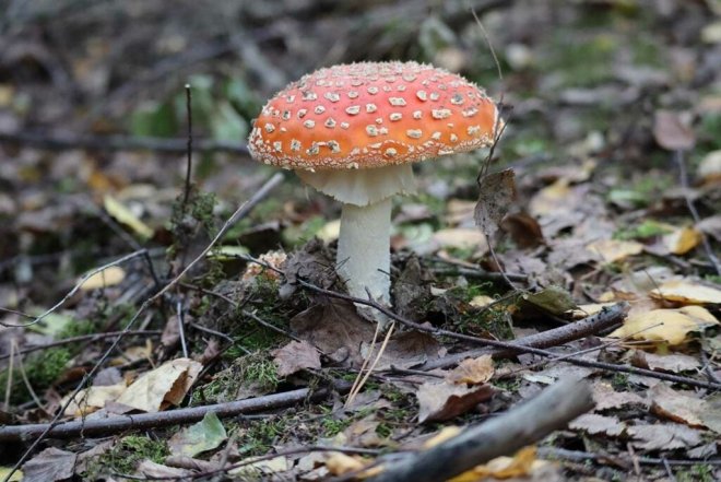 1648890902112082419.jpg how-can-eating-poisonous-mushrooms-cause-death-picture-2-Ik0zzP7WV.jpg