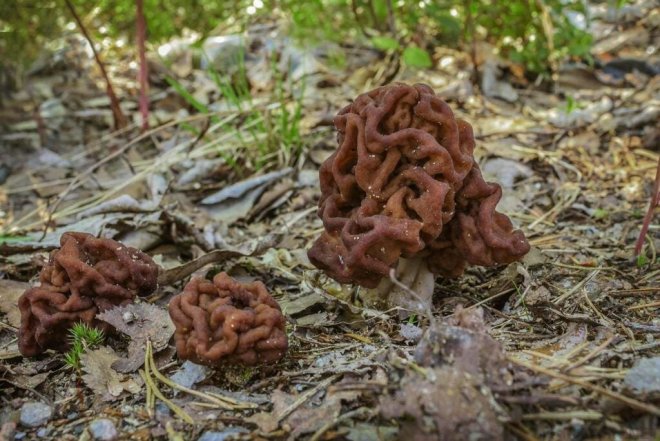 1648890914551061925.jpg how-can-eating-poisonous-mushrooms-cause-death-picture-3-1RiImf7AN.jpg