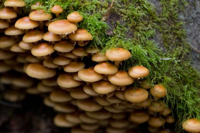 1648890925746065641.jpg how-can-eating-poisonous-mushrooms-cause-death-picture-4-UTYG05LSi.jpg