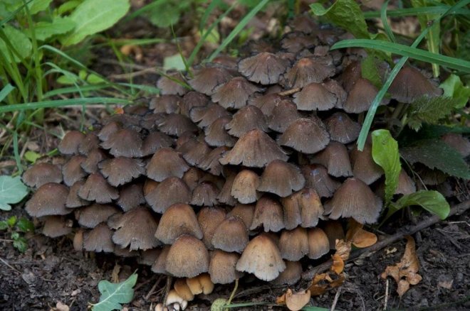 1648890938239005562.jpg how-can-eating-poisonous-mushrooms-cause-death-picture-5-X6OjEZa4o.jpg