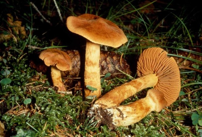 1648890950609092540.jpg how-can-eating-poisonous-mushrooms-cause-death-picture-6-P1bBSSJr5.jpg